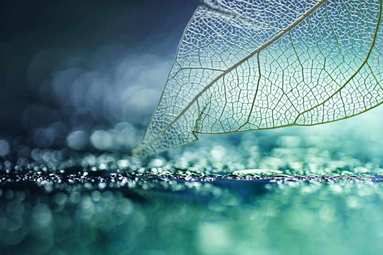 A translucent leaf skeleton suspended over water droplets
